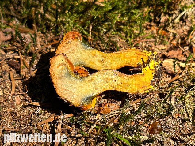 Nadelholzröhrling, Nadelholz-Pulverröhrling, Buchwaldoboletus lignicola
