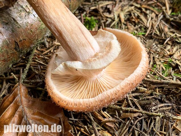Nadelholzhallimasch, Armillaria ostoyae
