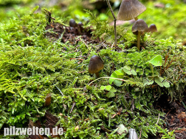 Grünschneidiger Helmling, Mycena viridimarginata