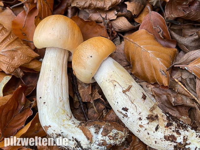 Orangeschneckling, Terpentinschneckling, Hygrophorus pudorinus