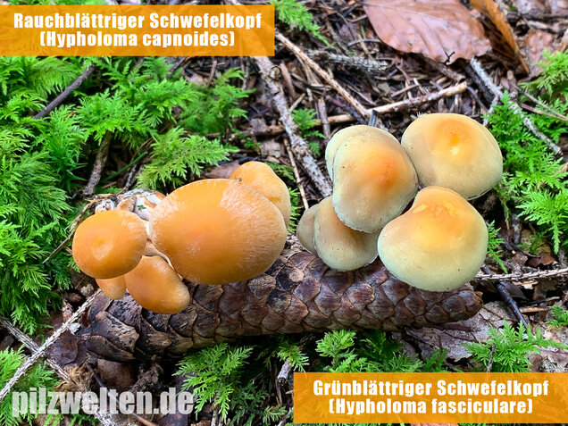 Grünblättriger Schwefelkopf, Hypholoma fasciculare