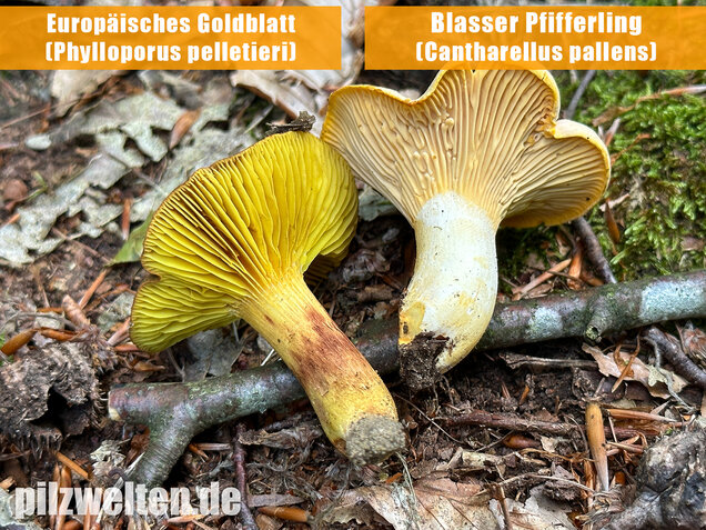 Europäisches Goldblatt, Phylloporus pelletieri