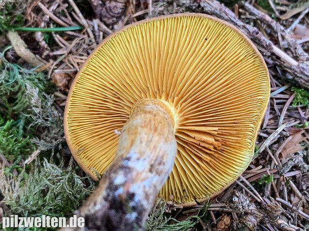 Samtschuppiger Tannenflämmling, Gymnopilus sapineus