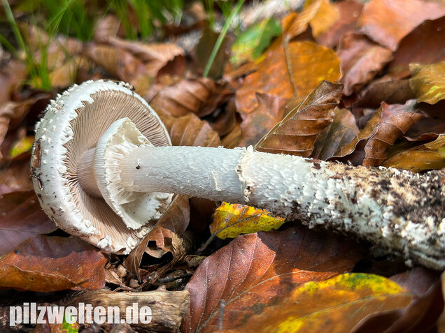 Spitzkegeliger Wulstling, Amanita echinocephala