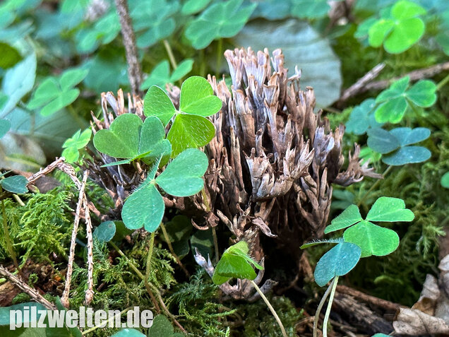 Stinkender Warzenpilz, Stinkende Lederkoralle, Thelephora palmata