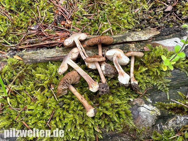 Rübenfüßiger Risspilz, Inocybe napipes