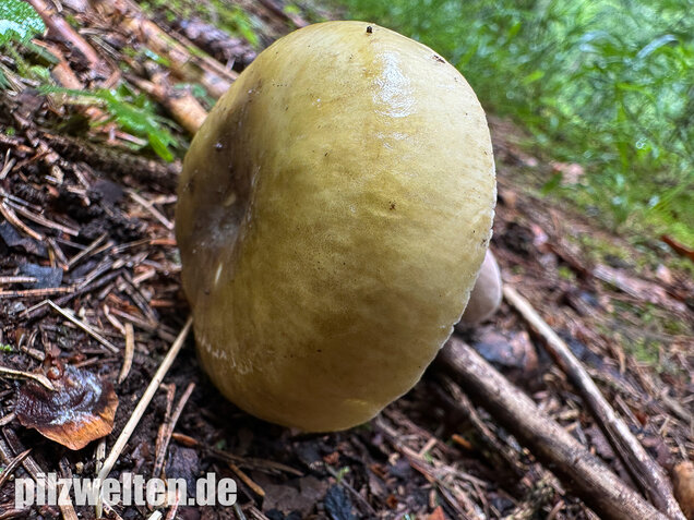 Violettstieliger Pfirsichtäubling, Russula violeipes