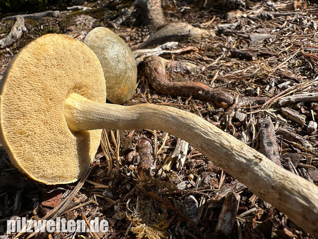 Weißer Birkenpilz, Leccinum holopus
