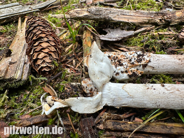 Zweifarbiger Scheidenstreifling, Unterteilter Streifling, Amanita battarrae