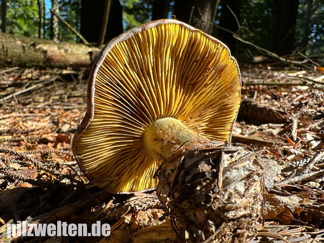 Anisklumpfuß, Cortinarius odorifer