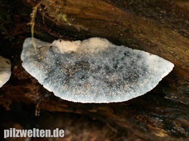 Blauender Saftporling, Postia caesia