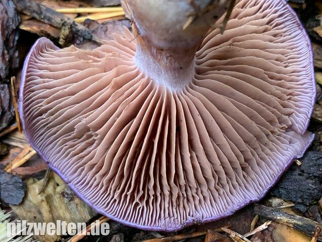 Blauer Schleimfuß, Cortinarius salor