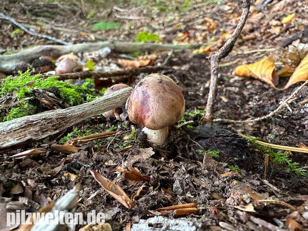 Brandiger Ritterling, Tricholoma ustale