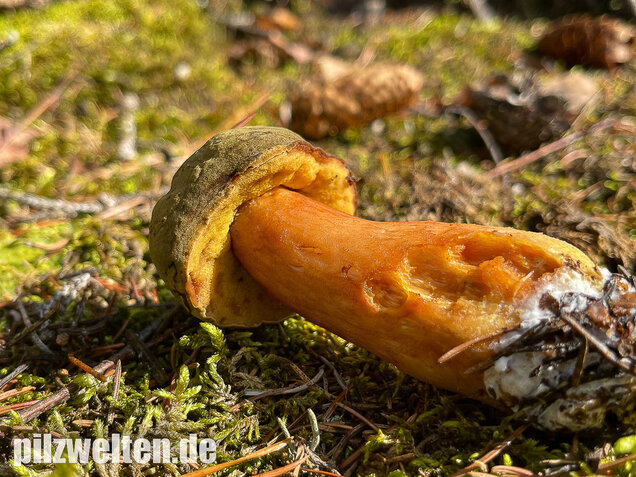 Brauner Filzröhrling, Braune Ziegenlippe, Xerocomus ferrugineus
