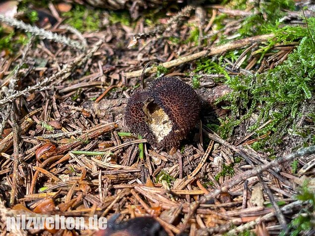 Brauner Stäubling, Lycoperdon umbrinum