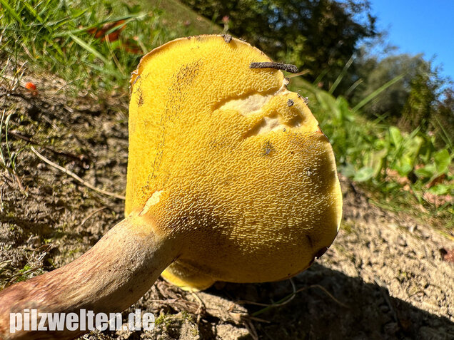 Erlengrübling, Gyrodon lividus