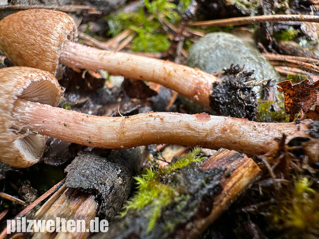 Frühlingsrisspilz, Später Risspilz, Inocybe nitidiuscula