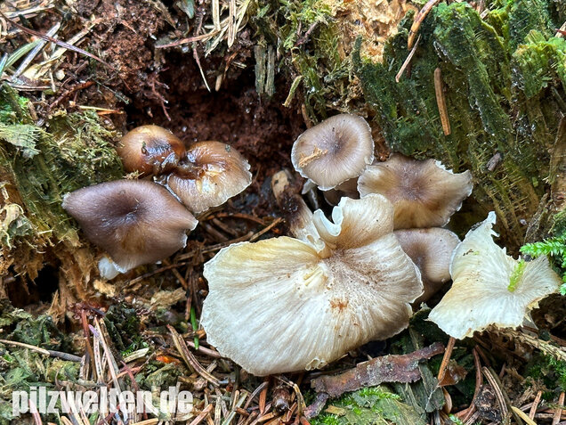 Gestreifter Nabeling, Gelbblättriger Nabeling, Gerronema strombodes