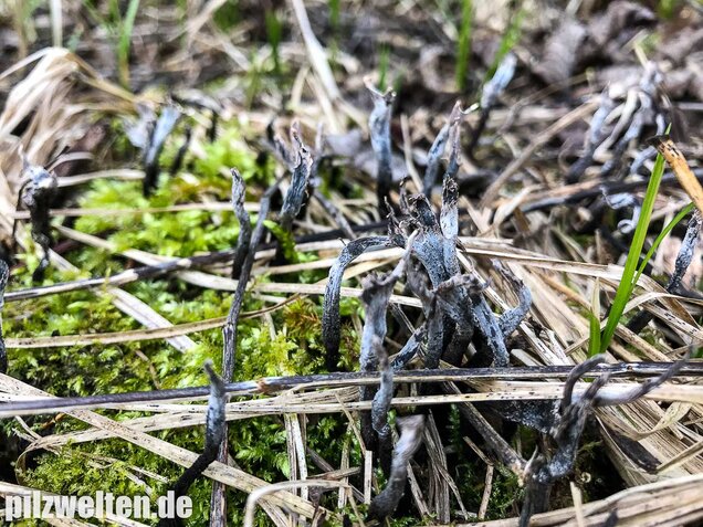 Geweihförmige Holzkeule, Xylaria hypoxylon