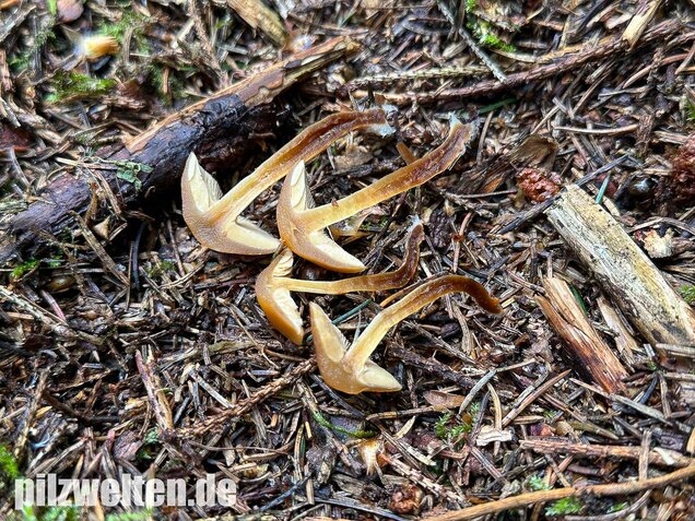 Gifthäubling, Nadelholzgifthäubling, Galerina marginata