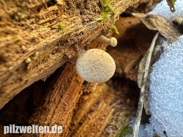 Harziger Sägeblättling, Neolentinus adhaerens