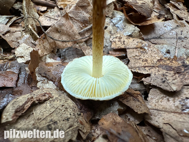 Kastanienbrauner Schirmling, Lepiota castanea