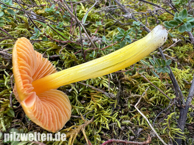 Kugelsporiger Saftling, Hygrocybe subglobispora