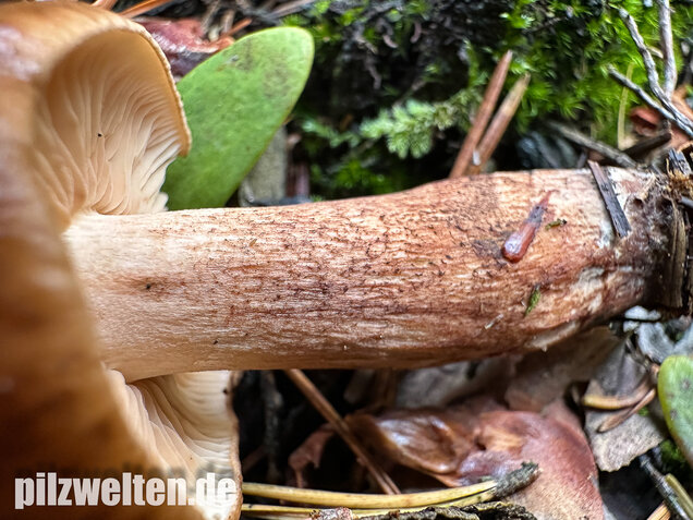 Geschupptstieliger Ritterling, Tricholoma fucatum