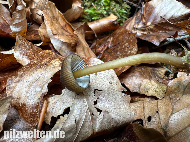 Grünschneidiger Helmling, Mycena viridimarginata