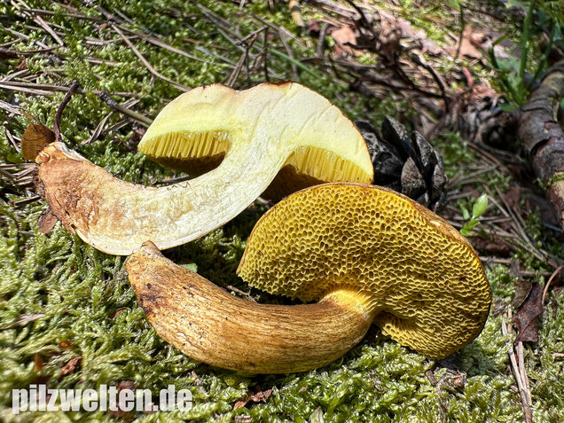 Parasitischer Röhrling, Pseudoboletus parasiticus