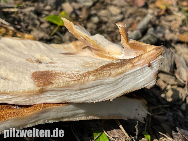 Riesenporling, Meripilus giganteus