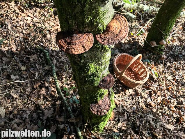Rötende Tramete, Daedaleopsis confragosa