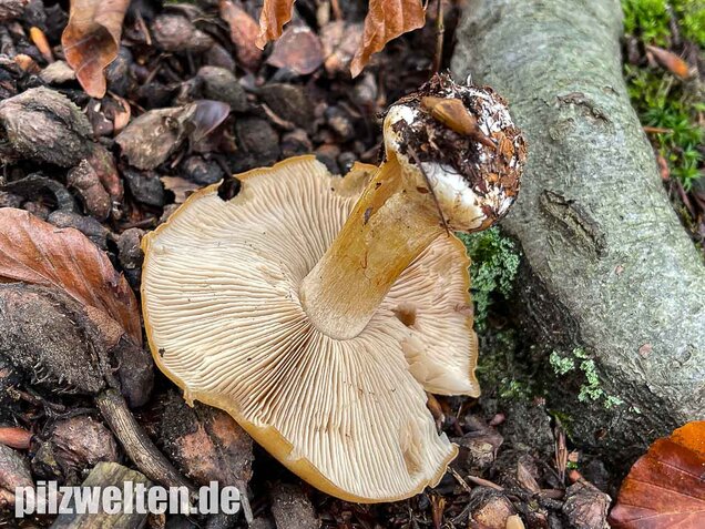 Sägeblättriger Klumpfuß, Cortinarius multiformis