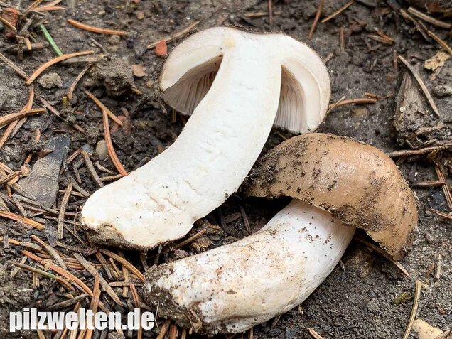 Scharfer Glanztäubling, Russula firmula