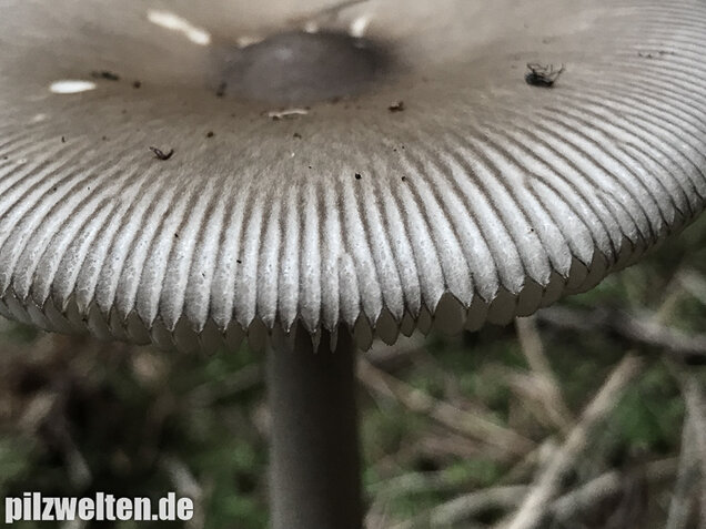 Silbergrauer Scheidenstreifling, Amanita argentea