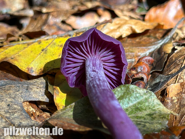 Violetter Lacktrichterling, Laccaria amethystina
