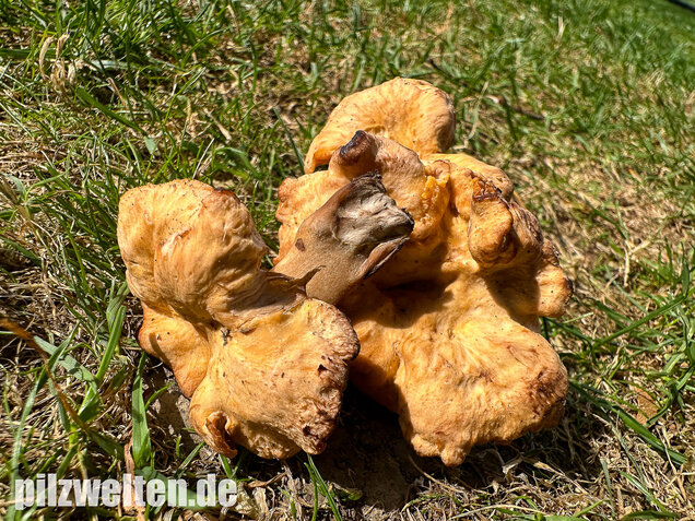 Gelbvioletter Pfifferling, Cantharellus ianthinoxanthus
