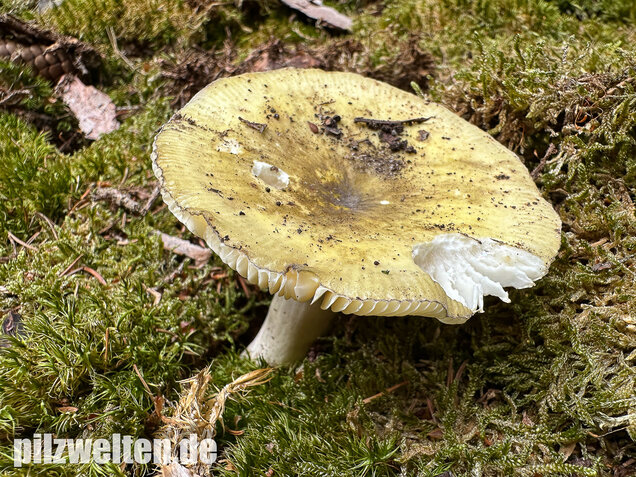 Violettstieliger Pfirsichtäubling, Russula violeipes