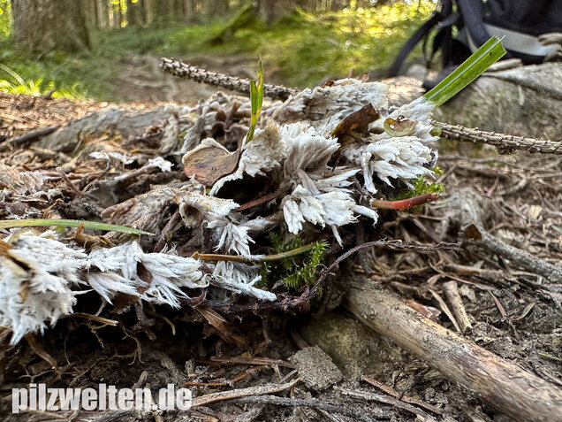 Weißer Warzenpilz, Blumenlederkoralle, Thelephora penicillata