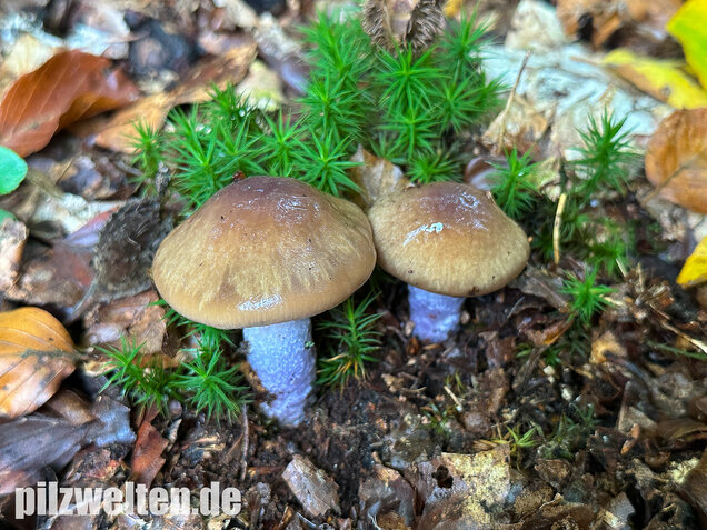 Honigschleimfuß, Runzeliggeriefter Schleimfuß, Cortinarius stillatitius