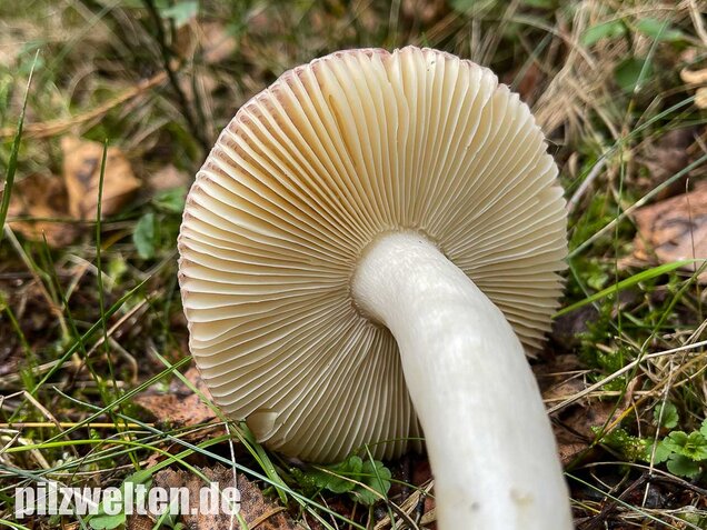 Apfeltäubling, Russula paludosa