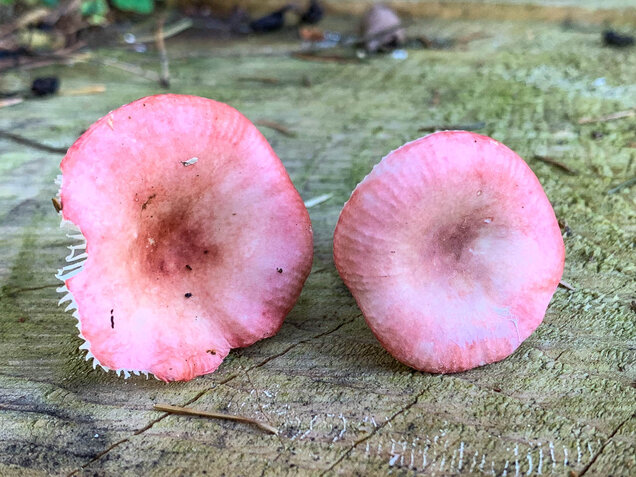 Birkenspeitäubling, Russula betularum
