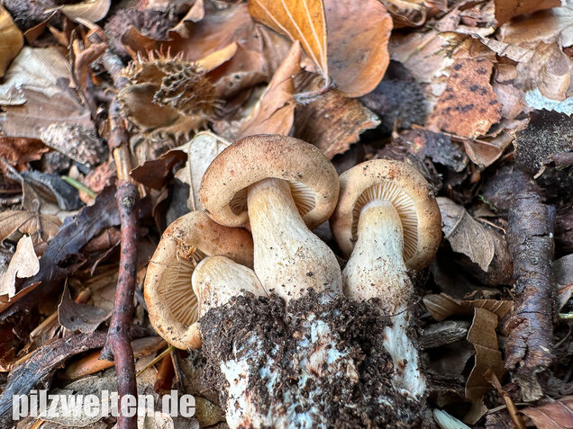 Brandiger Ritterling, Tricholoma ustale