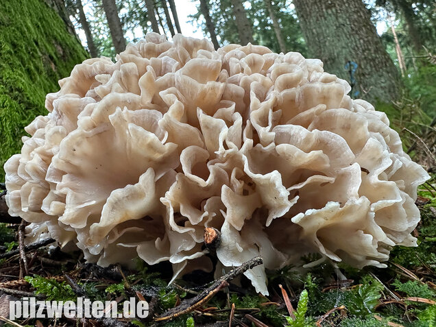 Breitblättrige Glucke, Sparassis brevipes