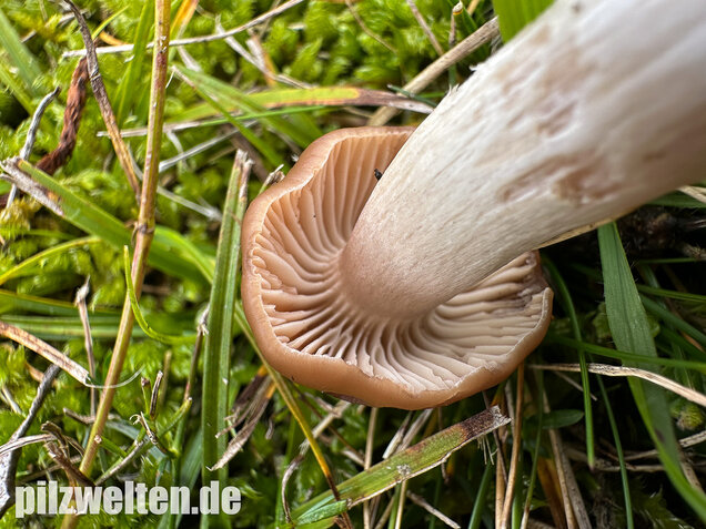 Dattelbrauner Ellerling, Cuphophyllus colemannianus
