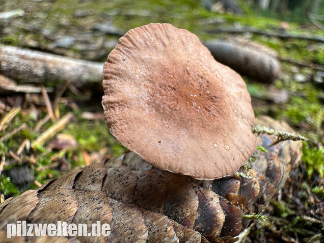 Knoblauchschwindling, Mycetinis scorodonius