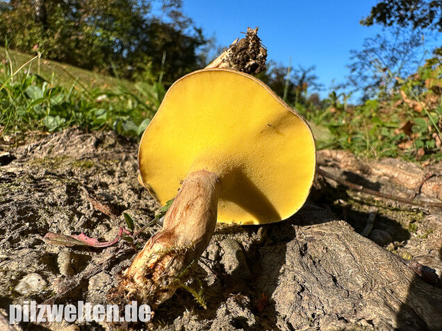 Erlengrübling, Gyrodon lividus