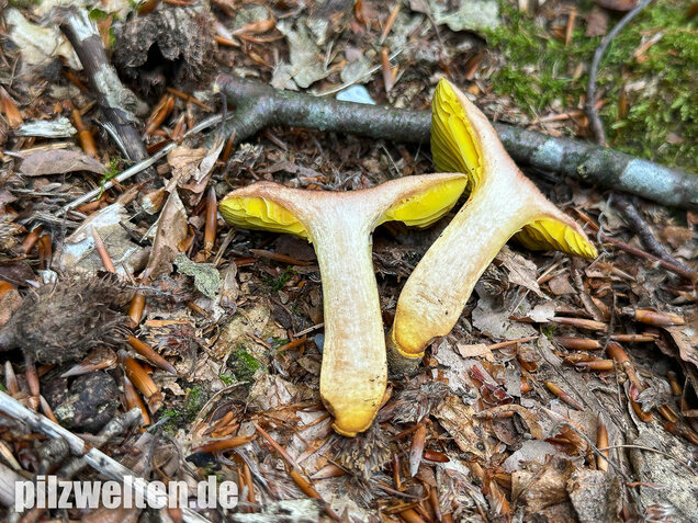Europäisches Goldblatt, Phylloporus pelletieri