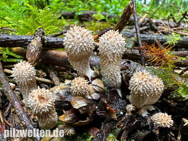 Flaschenstäubling, Flaschenbovist, Lycoperdon perlatum