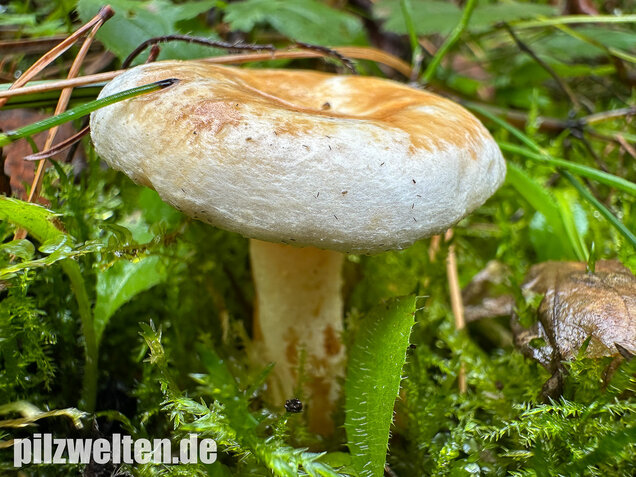 Flaumiger Moormilchling, Lactarius scoticus